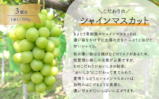 【2026年先行予約】いろんなフルーツをちょっとずつ、桃・葡萄・梨の4回便(定期便) (岡山県産)【KF-T064-01】