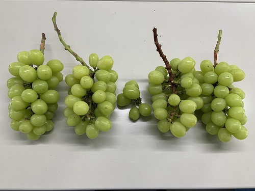 【2026年先行予約】【訳あり】 ご家庭用 シャインマスカット 約1.8kg（2～4房）  NISSHOKU FARM 【先行予約】 / 甘い 岡山 訳アリ わけあり ぶどう ブドウ 葡萄 シャインマスカット 先行予約 フルーツ 果物 特選 真庭市 フルーツ王国【nisfarm014-02】