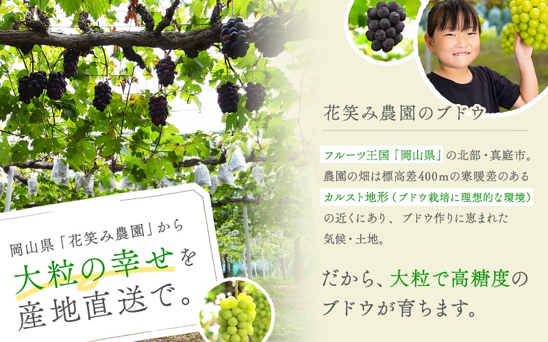 【2026年の先行予約です！】ぶどう 岡山 花笑み農園『ニューピオーネ』約2kg（3～4房） 贈答用 岡山 真庭 ピオーネ 高級 2kg 贈答 2026真庭市 大粒 葡萄 果物 フルーツ 濃厚ピオーネ 人気 数量限定 2026年9月上旬～ 受付順に発送予定 【hana006-03】