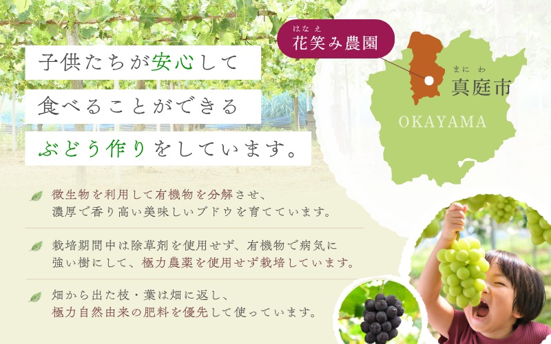 【2026年先行予約】 花笑み農園 シャインマスカット1kg（2房）贈答用 岡山 真庭 シャインマスカット 大粒 ぶどう 2026年9月下旬～ 受付順に発送予定 【hana015-03】