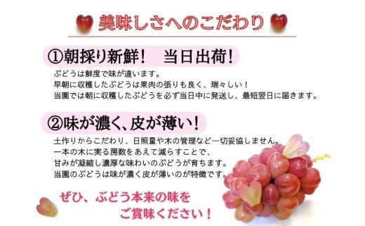 ※2026年の予約です！※ 【お試し】フルーツ王国岡山　朝採り新鮮！人気ぶどう瀬戸ジャイアンツ１房【2026年9月下旬～発送予定】離島発送不可 / ブドウ 葡萄 先行予約 果物 真庭市 瀬戸ジャイアンツ フルーツ 新鮮 当日出荷 家庭用 林ファミリー 真庭市【hfbd013-02】