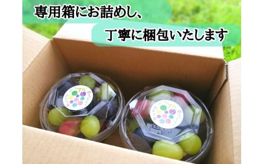 ※2026年の予約です！※【産地直送】フルーツ王国岡山！シャインマスカット入りぶどう粒カップ×２ / 岡山 真庭 シャインマスカット 食べ比べ 葡萄 ブドウ ぶどう 新鮮 果物 フルーツ 人気 数量限定 粒切 食べやすい  ギフト ぶどう専門 林ファミリー  (2026年9月～発送予定) 【hfbd002-02】