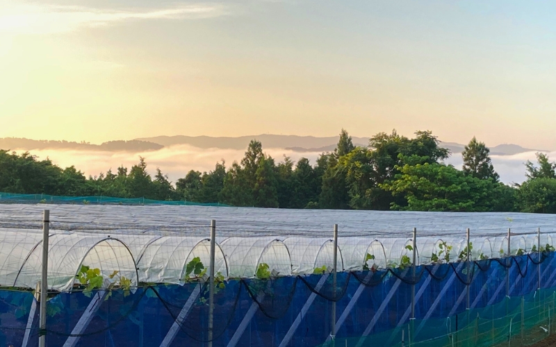 2026年先行予約【ご家庭用】 ニューピオーネ 3～４房  (2kg前後 化粧箱入) Lino＆Kai Farm ぶどう 岡山 真庭市 ピオーネ 大粒 【linokai005-02】