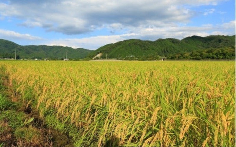 【令和7年産先行予約】＜全６回定期便＞ 真庭市産コシヒカリ 米ぬか 牡蠣栽培米 『 一心良米 』 白米１０kg (5kg×2袋）×６回（定期便） / お米 いっしんりょうまい 岡山県 真庭市 白米 米 コシヒカリ こしひかり 人気 ブランド米 新米 先行予約 定期便 令和7年産 2025年産【takenaka006-02-tkb06】 １０kg(5kg×2袋）×６回