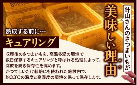 【訳あり】針山さんちのさつまいも 紅はるか 10kg / さつまいも 紅はるか 岡山県 野菜 【ybrf003-01】