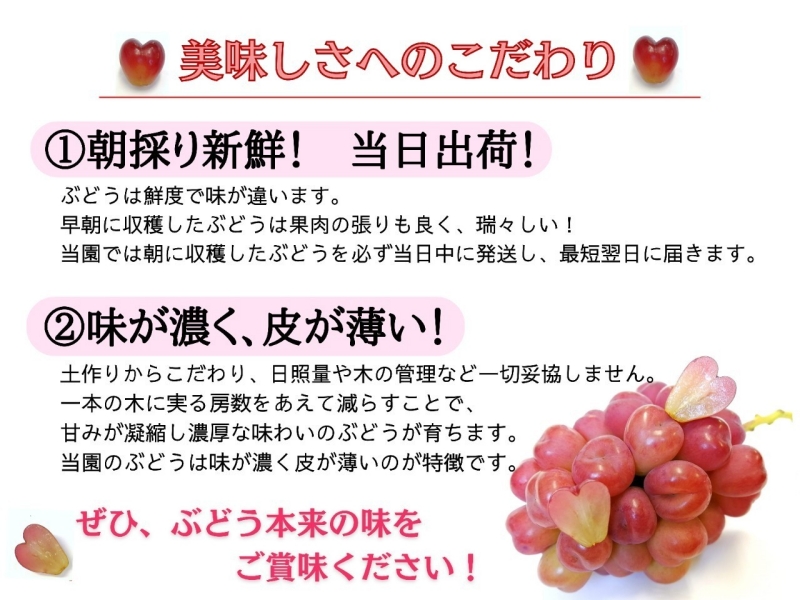 ※2026年の予約です！※ 【お試し】フルーツ王国岡山　朝採り新鮮！人気ぶどう瀬戸ジャイアンツ１房【2026年9月下旬～発送予定】離島発送不可 / ブドウ 葡萄 先行予約 果物 真庭市 瀬戸ジャイアンツ フルーツ 新鮮 当日出荷 家庭用 林ファミリー 真庭市【hfami013-02】