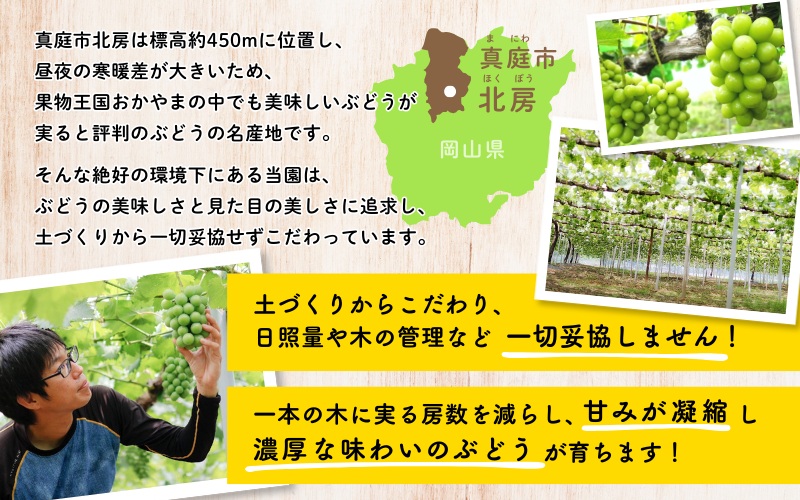 【訳あり】 ※2026年の予約です！※岡山県産 林ファミリーのシャインマスカット 約1.2kg（約2～3房）【2026年先行予約】 / 葡萄 ぶどう 岡山 真庭市 マスカット ブドウ 果物 フルーツ 新鮮 人気 数量限定 お買い得 家庭用 お試し ぶどう専門【hfami021-02】