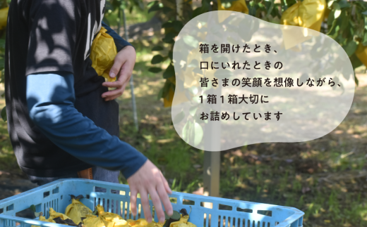 【2026年先行予約】新高梨 ご家庭用 3-6玉 (岡山県産)【KF-C020-01】