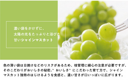 【2026年先行予約】葡萄1房お試し４回便（ボッケーネ・ピオーネ・シャインマスカット・紫苑）(定期便) (岡山県産)【KF-T003-01】