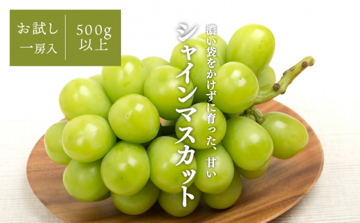 【2026年先行予約】旬採り桃とシャインマスカットどっちも食べたい便！２回便(定期便) (岡山県産)【KF-T012-04】