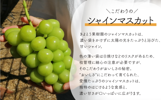 【2026年先行予約】量より質！桃5-7玉とピオーネ＆シャインマスカット3-5房の上級品が届く２回便 (定期便)(岡山県産)【KF-T029-02】