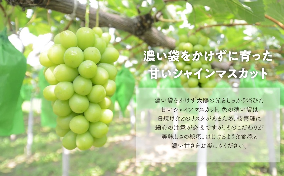 【2026年先行予約】ピオーネとシャインマスカット、特大２房入の２回便！(定期便) (岡山県産)【KF-T055-02】