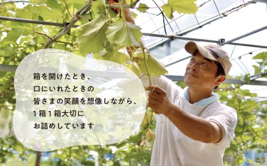 【2026年先行予約】質も量も大満足！3種の葡萄を季節ごとにお届けする3回便(定期便)(岡山県産)【KF-T059-01】