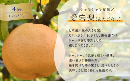 【2026年先行予約】いろんなフルーツをちょっとずつ、桃・葡萄・梨の4回便(定期便) (岡山県産)【KF-T064-01】
