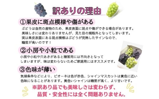 ※2026年の予約です！※ 【お試し】フルーツ王国岡山　朝採り新鮮！人気ぶどう瀬戸ジャイアンツ１房【2026年9月下旬～発送予定】離島発送不可 / ブドウ 葡萄 先行予約 果物 真庭市 瀬戸ジャイアンツ フルーツ 新鮮 当日出荷 家庭用 林ファミリー 真庭市【hfbd013-02】