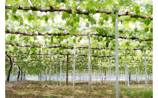 【産地直送】※2026年の予約です！※ 岡山シャインマスカット＆マイハート入り！新鮮ぶどう定期便 ２.４ｋｇ(４～６房)　２回に分けてお届け！ / ぶどう ブドウ 葡萄 シャインマスカット マイハート ピオーネ サニードルチェ 瀬戸ジャイアンツ 贈答 果物 フルーツ 新鮮 人気 数量限定 ぶどう専門 林ファミリー【hfbd-tkb005-02】