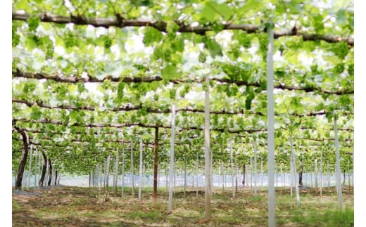 ※2026年の予約です！※【産地直送】フルーツ王国岡山シャインマスカットの娘マイハート入り！ぶどう１.２kg詰め合わせ / 岡山 真庭 マイハート 瀬戸ジャイアンツ サニードルチェ マスカット 食べ比べ 葡萄 ブドウ ぶどう 贈答 新鮮 果物 フルーツ 人気 数量限定  ギフト ぶどう専門 林ファミリー (2026年9月下旬～発送予定) 【hfbd003-01】