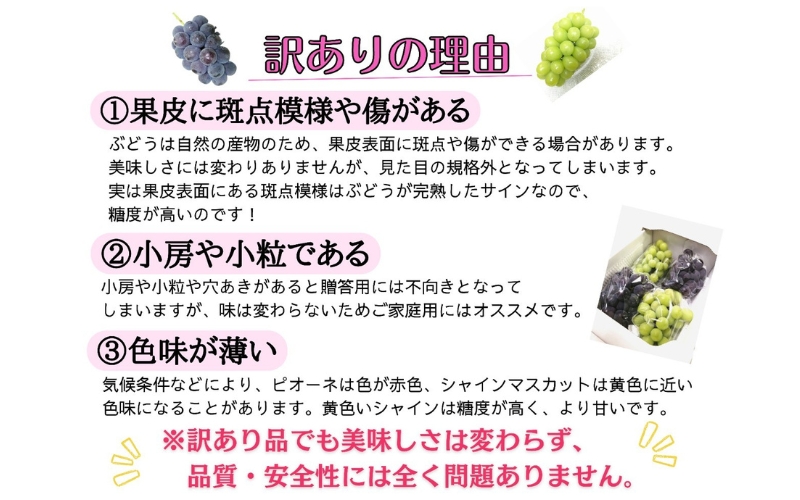 ※2026年の予約です！※ 【お試し】フルーツ王国岡山　朝採り新鮮！人気ぶどう瀬戸ジャイアンツ１房【2026年9月下旬～発送予定】離島発送不可 / ブドウ 葡萄 先行予約 果物 真庭市 瀬戸ジャイアンツ フルーツ 新鮮 当日出荷 家庭用 林ファミリー 真庭市【hfami013-02】