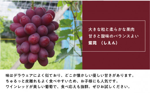 【2026年先行予約】葡萄1房お試し４回便（ボッケーネ・ピオーネ・シャインマスカット・紫苑）(定期便) (岡山県産)【KF-T003-01】