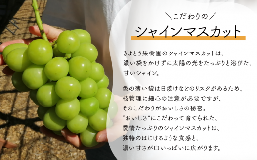 【2026年先行予約】旬採り桃とシャインマスカットどっちも食べたい便！２回便(定期便) (岡山県産)【KF-T012-04】