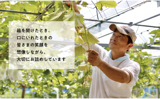 【2026年先行予約】桃、ピオーネ、シャインマスカットが少しずつ届く夏の満足便！３回便(定期便) (岡山県産)【KF-T022-02】