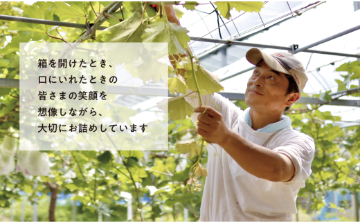 【2026年先行予約】量より質！桃5-7玉とピオーネ＆シャインマスカット3-5房の上級品が届く２回便 (定期便)(岡山県産)【KF-T029-02】