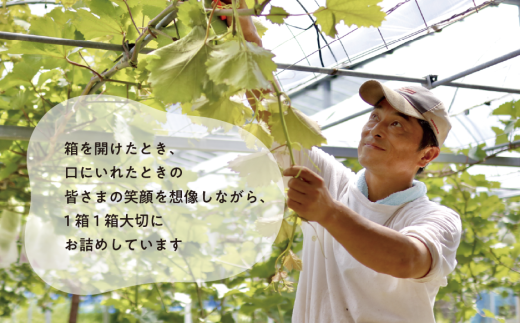 【2026年先行予約】いろんなフルーツをちょっとずつ、桃・葡萄・梨の4回便(定期便) (岡山県産)【KF-T064-01】