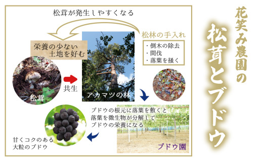 【2026年先行予約】花笑み農園　超希少！早『松茸』200g～梅雨の恵み　（6～7月発送） 【hana024-02】