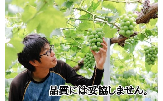 ※2026年の予約です！※ 【お試し】フルーツ王国岡山　朝採り新鮮！人気ぶどう瀬戸ジャイアンツ１房【2026年9月下旬～発送予定】離島発送不可 / ブドウ 葡萄 先行予約 果物 真庭市 瀬戸ジャイアンツ フルーツ 新鮮 当日出荷 家庭用 林ファミリー 真庭市【hfbd013-02】
