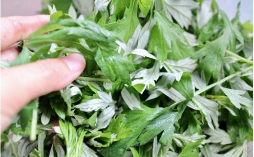 【 マツリカサボン 】 国産 農薬不使用 粉末よもぎ茶 6袋 / よもぎ粉末茶 数量限定 国産 岡山 真庭 粉末 岡山県 真庭市産 MATSURIKA SAVON 【savon013-01】