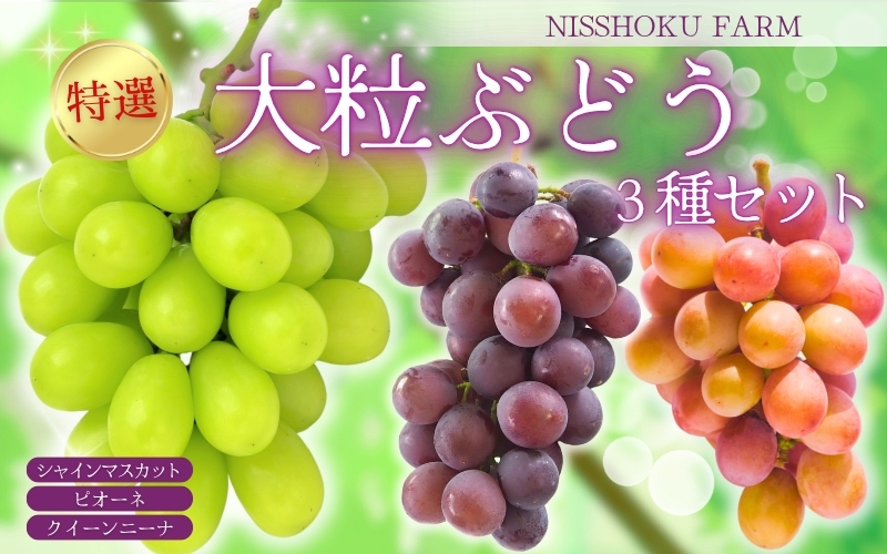 【2026年先行予約】 NIHOKU　FARM　特選　大粒ぶどう３種セット（シャインマスカット入り）岡山 ぶどう 真庭市 高級 ギフト 贈り物 ピオーネ クイーンニーナ 【nisfarm010-02】