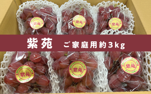 【2026年先行予約】訳あり 紫苑 /約3kg (岡山県産) 【KF-B042-02】