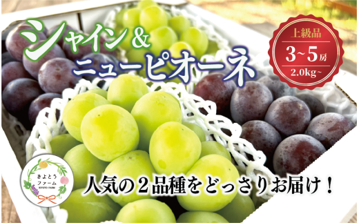 【2026年先行予約】シャインマスカット＆ニューピオーネ 3-5房/計2.0kg~ (岡山県産) 【KF-B070-03】