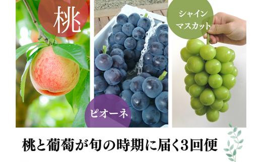 【2026年先行予約】旬採り桃とピオーネ、シャインマスカットが届く3回便！(定期便) (岡山県産)【KF-T001-02】
