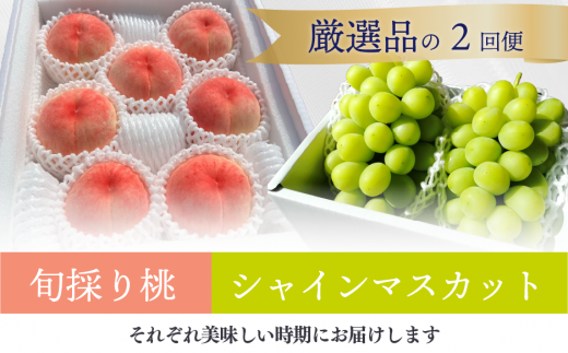 【2026年先行予約】厳選した桃と大粒のシャインマスカットが届く満足便！２回便 (定期便)(岡山県産)【KF-T036-01】
