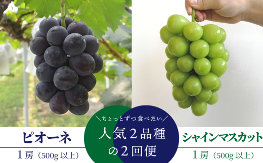 【2026年先行予約】ちょっとずつ食べたい！ピオーネとシャインマスカットの１房お試し２回便！ (定期便)(岡山県産)【KF-T042-02】