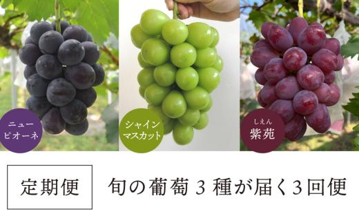 【2026年先行予約】質も量も大満足！3種の葡萄を季節ごとにお届けする3回便(定期便)(岡山県産)【KF-T059-01】