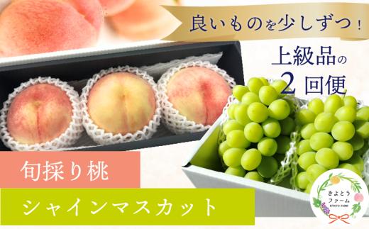 【2026年先行予約】量より質！厳選した大玉桃と大粒のシャインマスカットが届く２回便！ (定期便)(岡山県産)【KF-T063-01】