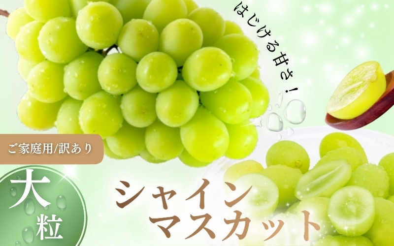 【2026年先行予約】【訳あり】 ご家庭用 シャインマスカット 約1.8kg（2～4房）  NISSHOKU FARM 【先行予約】 / 甘い 岡山 訳アリ わけあり ぶどう ブドウ 葡萄 シャインマスカット 先行予約 フルーツ 果物 特選 真庭市 フルーツ王国【nisfarm014-02】