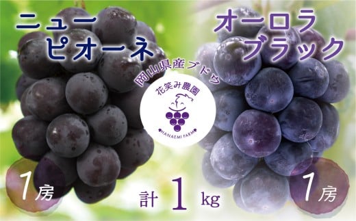 【2026年先行予約】 岡山 花笑み農園の『ニューピオーネ&オーロラブラック』1kg(2房) 2026年9月上旬～ 受付順に発送予【hana032-02】