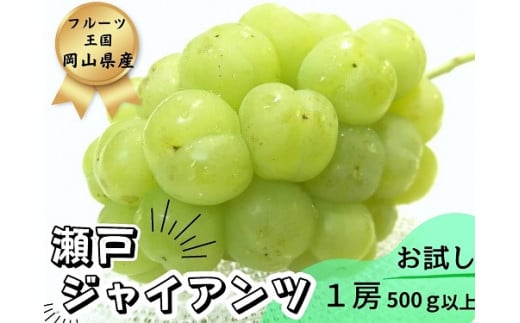 ※2026年の予約です！※ 【お試し】フルーツ王国岡山　朝採り新鮮！人気ぶどう瀬戸ジャイアンツ１房【2026年9月下旬～発送予定】離島発送不可 / ブドウ 葡萄 先行予約 果物 真庭市 瀬戸ジャイアンツ フルーツ 新鮮 当日出荷 家庭用 林ファミリー 真庭市【hfbd013-02】