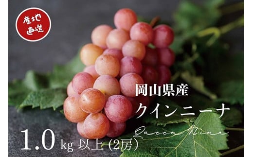 【2026年先行予約】 厳選ぶどう 岡山県産 クイーンニーナ 1.0kg以上（2房） 産地直送 朝採れ新鮮！ / ぶどう 葡萄 クイーンニーナ 先行予約 フルーツ 果物 岡山 真庭市 甘い 希少 珍しい 新鮮 樹上完熟 【kgftmt005-02】