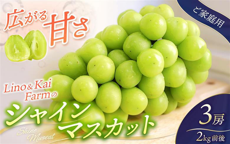 2026年先行予約 ご家庭用 Lino＆Kai Farmのシャインマスカット 3房前後(2kg程度）化粧箱入 岡山  真庭市 シャインマスカット 大粒 【linokai002-02】