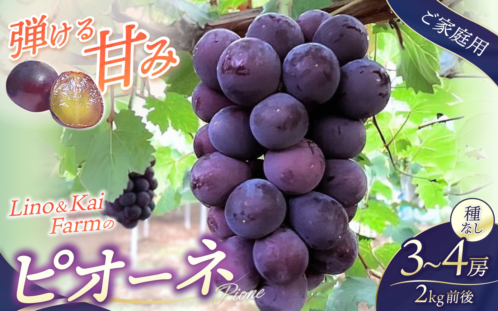 2026年先行予約【ご家庭用】 ニューピオーネ 3～４房  (2kg前後 化粧箱入) Lino＆Kai Farm ぶどう 岡山 真庭市 ピオーネ 大粒 【linokai005-02】