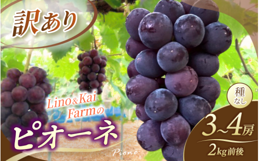 【2026年先行予約】【訳あり】 岡山の ニューピオーネ 3房～4房  (2kg前後 化粧箱入) Lino＆Kai Farm  ぶどう 岡山  真庭市 ピオーネ 訳あり品 果物 人気 産地直送 数量限定 【linokai014-01】
