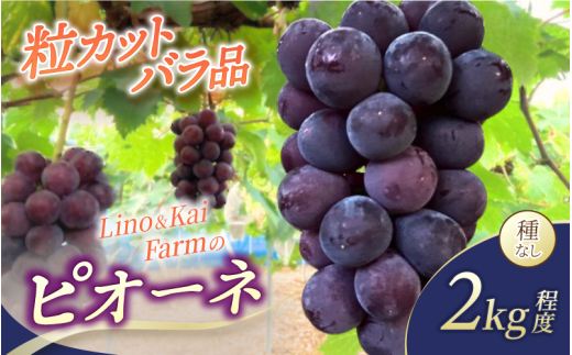 【2026年先行予約】 【粒カットバラ品】 Lino＆Kai Farmの ピオーネ(2kg程度） / ぶどう 岡山 真庭市 ピオーネ 高級 大粒 果物 ご自宅用 訳あり 産地直送 国産 数量限定 種なし 【linokai015-01】