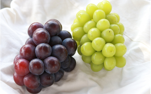 【2026年先行予約】【訳あり】NISSHOKU FARM ご家庭用ぶどう２種セット 2房 約1.0kg / ぶどう 詰め合わせ ブドウ 葡萄 シャインマスカット ピオーネ クイーンニーナ オーロラブラック 先行予約 フルーツ 訳あり 果物 大粒サイズ 【nisfarm020-01】