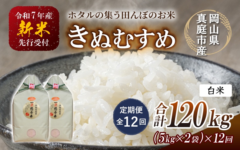＜定期便 全12回＞令和7年新米 真庭市産きぬむすめ 白米10kg(5kg×2袋)×12回 / お米 国産 岡山県 米 人気 ブランド 2025年産 【tkns-tkb018】 10kg(5kg×2袋)×12回