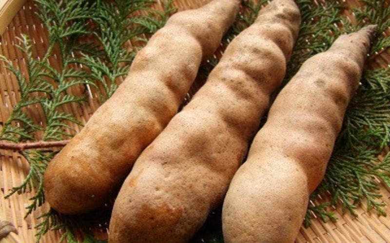 幻のやまいも 真庭市産 勝山やまのいも 銀沫 1kg（ぎんしぶき） 【2025年11月より順次発送】 山芋 とろろ 野菜 山かけ 長芋 岡山県【ktim001-01】