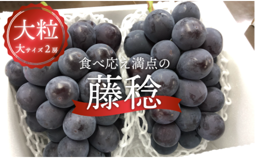 [2026年先行予約]大粒の藤稔 特大2房 / 計1.3kg〜 (岡山県産) / ふじみのり 藤みのり ぶどう ブドウ 葡萄 先行予約 フルーツ 果物 真庭市 フルーツ王国 きよとう果樹園[KF-B056-03]